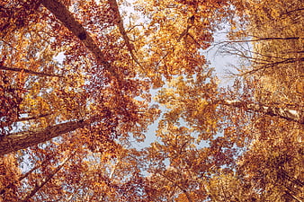 Autumn Forest Canopy Looking Up at Blue Sky