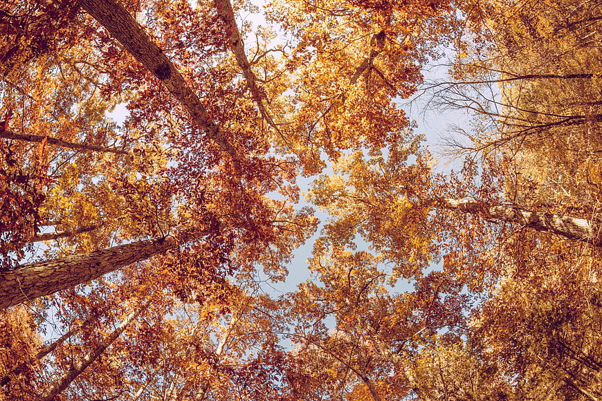 Autumn Forest Canopy Looking Up at Blue Sky
