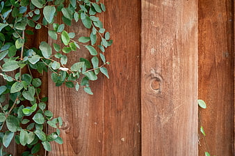 Green Ivy Leaves on Weathered Redwood Fence Background