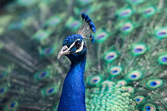 Close-up portrait of a majestic blue peacock with fanned tail feathers