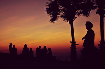 Silhouettes of People Watching Sunset Under Palm Trees