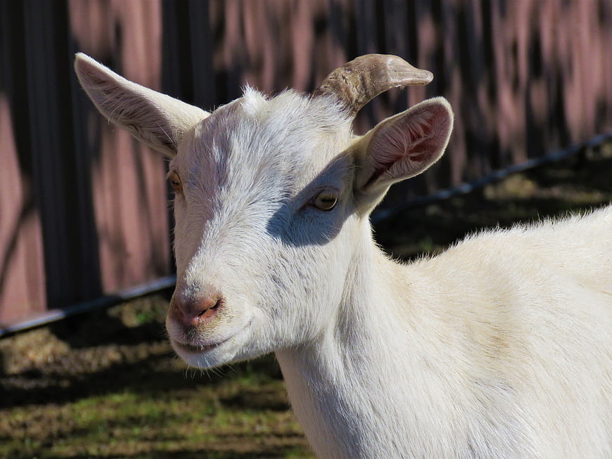 Close-up portrait of a white goat with horns on a farm