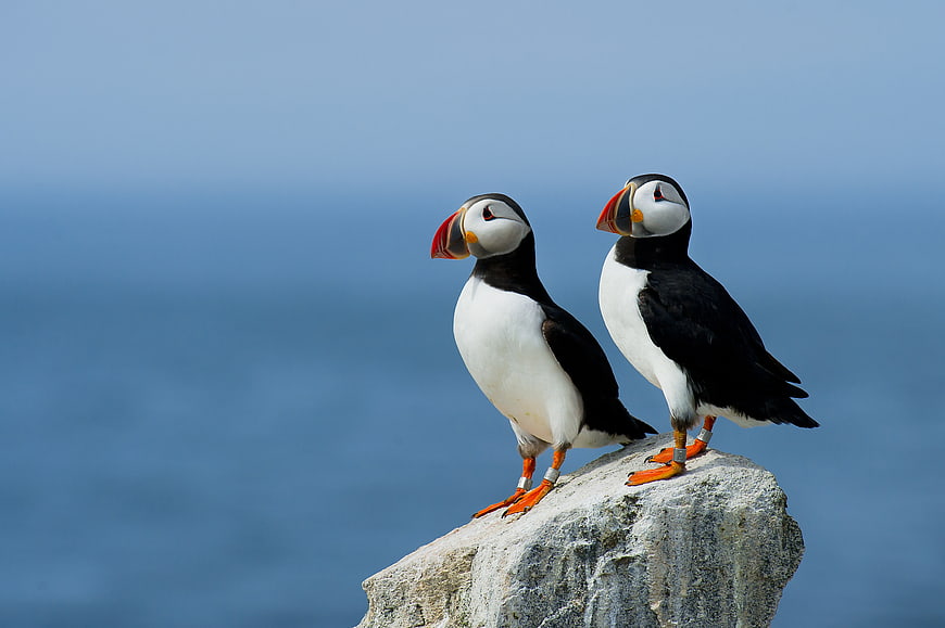 Two Atlantic Puffins Standing on a Rocky Outcrop
