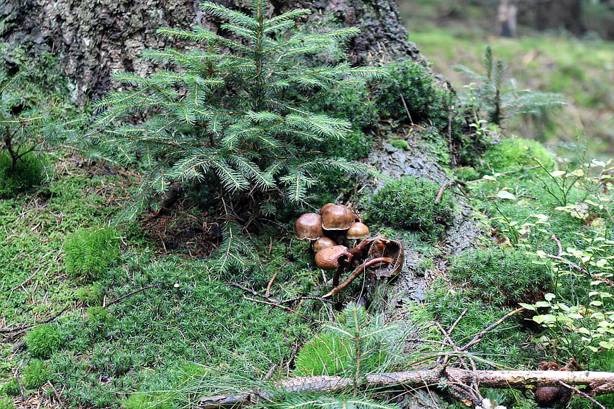 Brown mushrooms growing on mossy forest floor near spruce