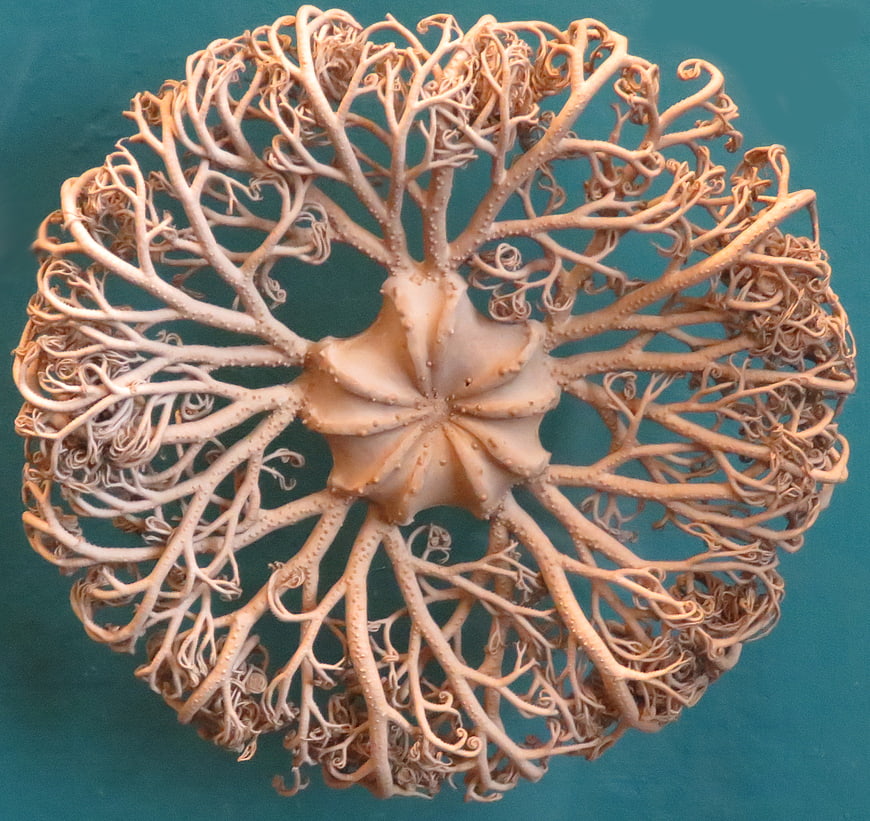 3D Rendered Radial Organic Structure on Teal Background
