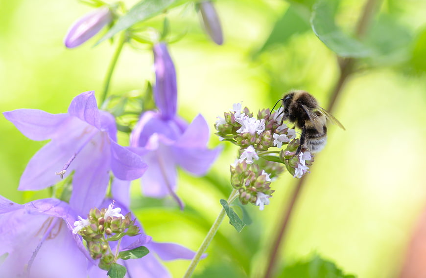 Bumblebee Pollinating White Flowers with Purple Bell Blooms
