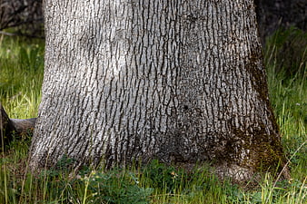 Close-up of textured tree bark in a grassy forest