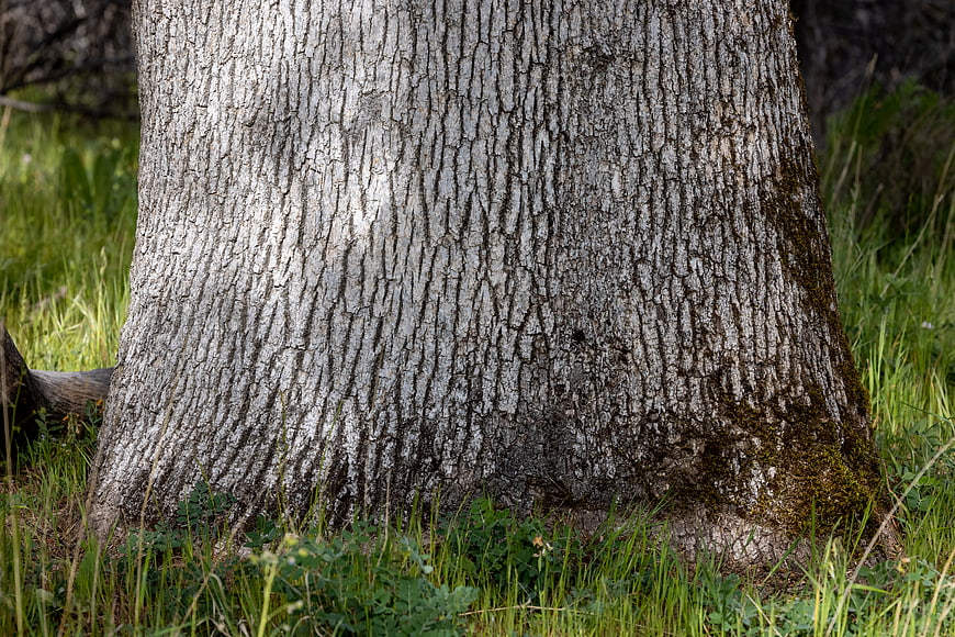 Close-up of textured tree bark in a grassy forest