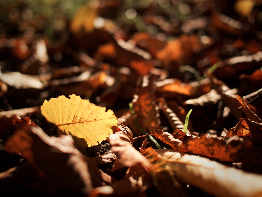 Close-up of yellow autumn leaf on forest floor