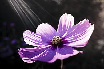 Purple Cosmos Flower Backlit By Sunbeams Against Dark Background