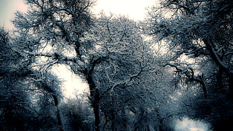 Snow-covered forest trees in winter landscape