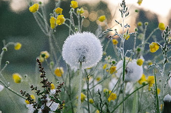 Frosty Dandelion Seed Head in Morning Dew