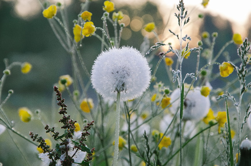 Frosty Dandelion Seed Head in Morning Dew