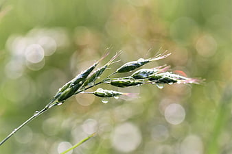 Close-up of green grass seed head with morning dew drops
