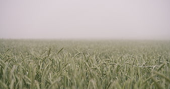 Green Wheat Field in Morning Fog