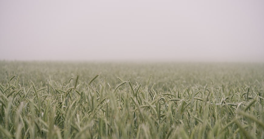 Green Wheat Field in Morning Fog