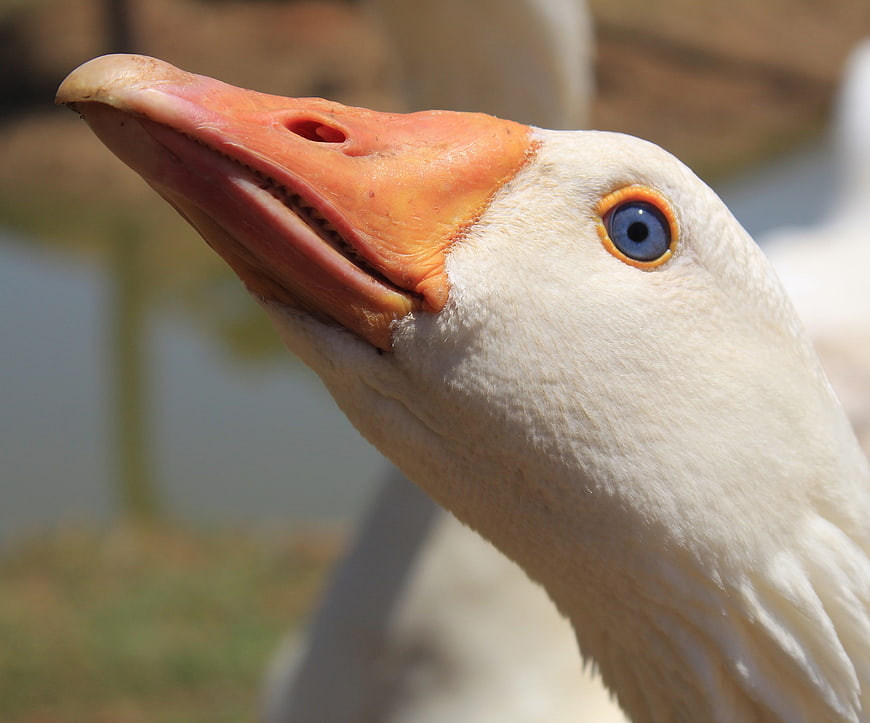 Close-up portrait of a white goose with blue eye