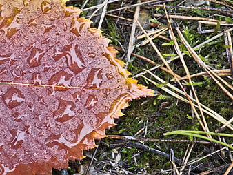 Close-up of wet red autumn leaf on mossy forest floor