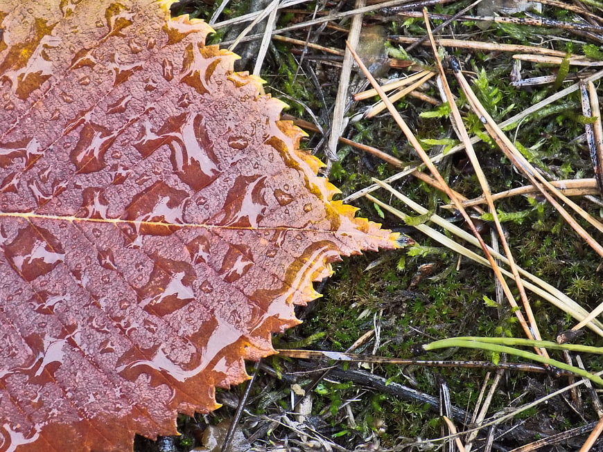 Close-up of wet red autumn leaf on mossy forest floor