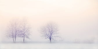 Minimalist Winter Landscape with Bare Trees in Thick Fog