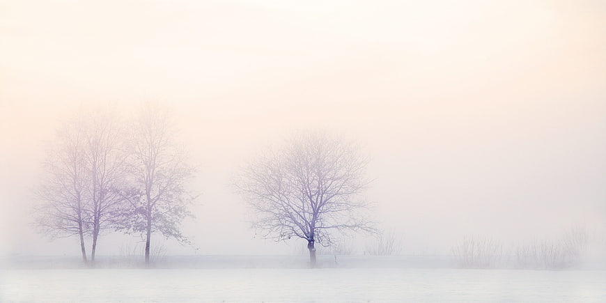 Minimalist Winter Landscape with Bare Trees in Thick Fog