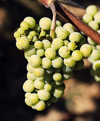 Close-up of fresh green grapes hanging on a vine in sunlight