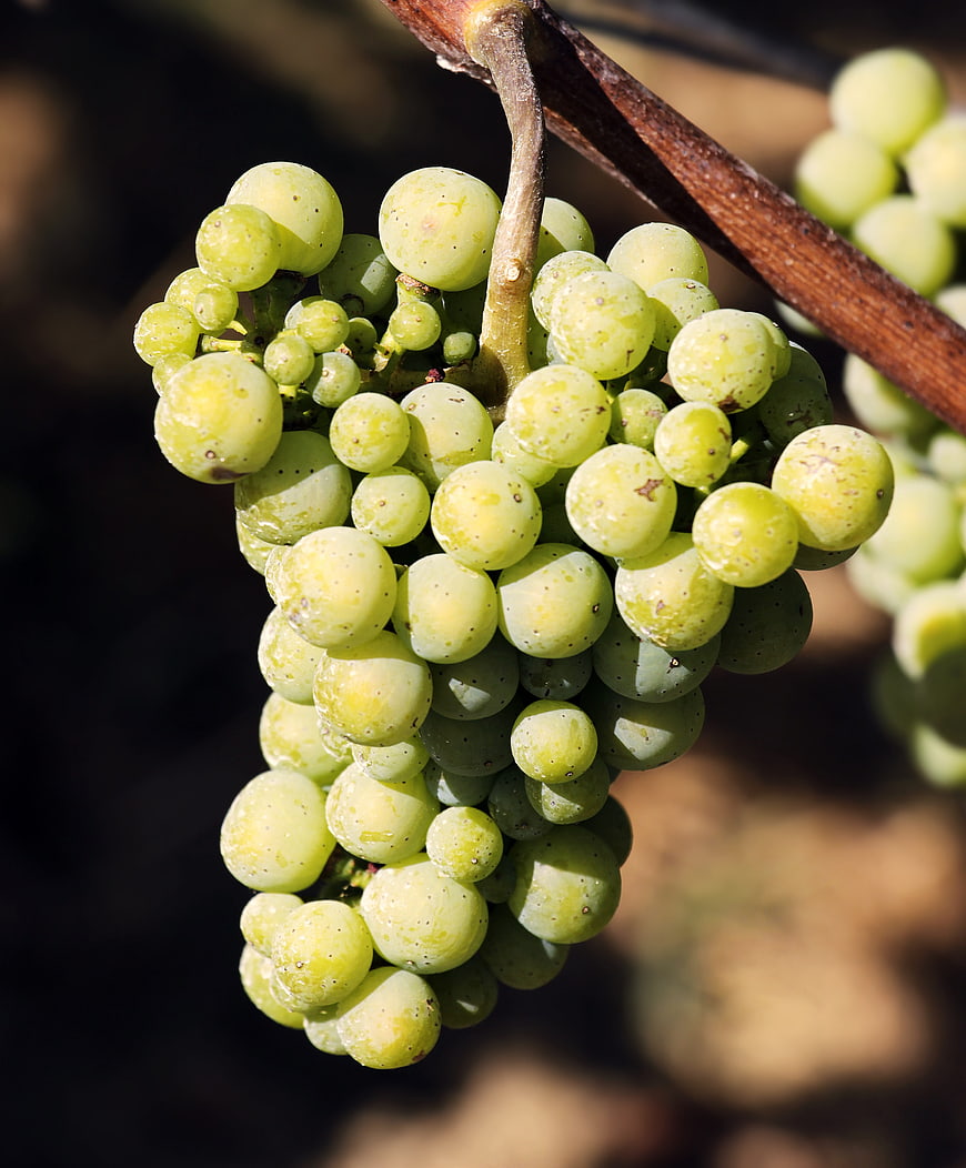 Close-up of fresh green grapes hanging on a vine in sunlight