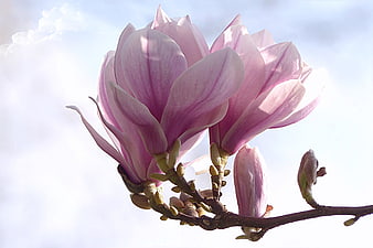 Pink Magnolia Blossoms Blooming On Branch Against Bright Sky