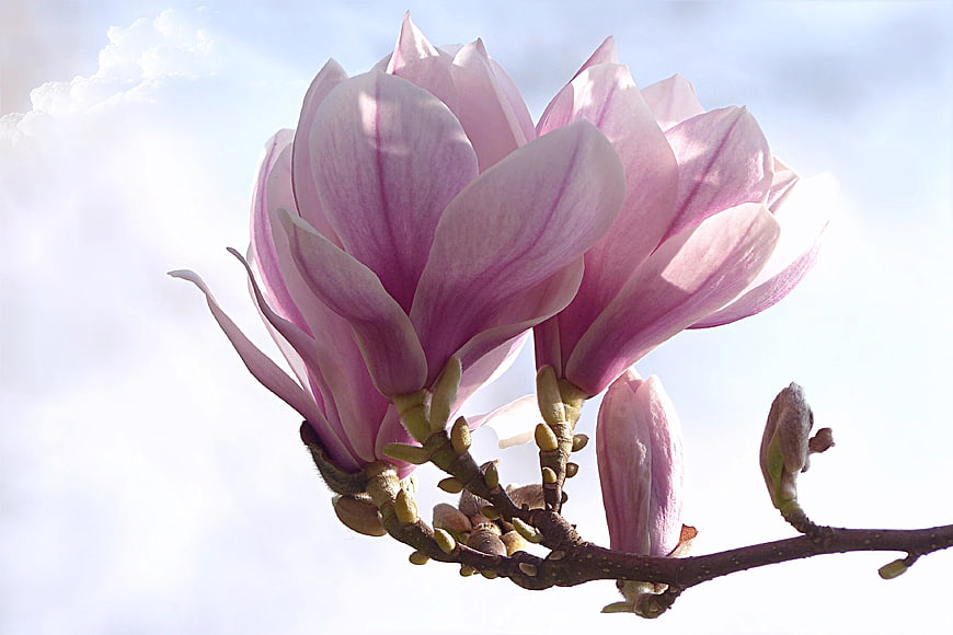 Pink Magnolia Blossoms Blooming On Branch Against Bright Sky