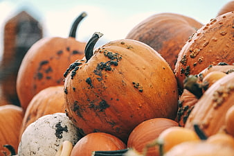 Close-up of fresh orange pumpkins with soil patches
