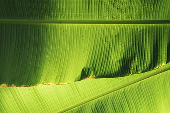 Close-up of vibrant green banana leaf texture with sunlight