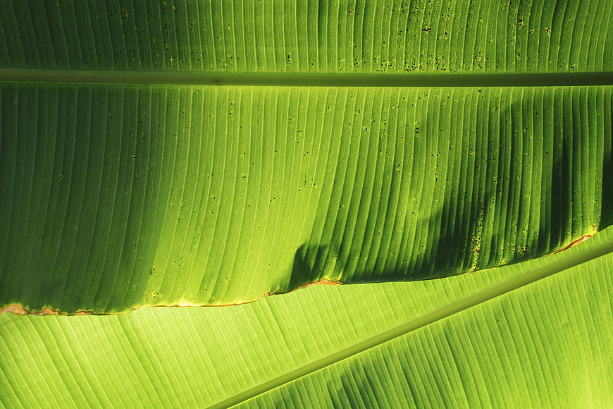 Close-up of vibrant green banana leaf texture with sunlight