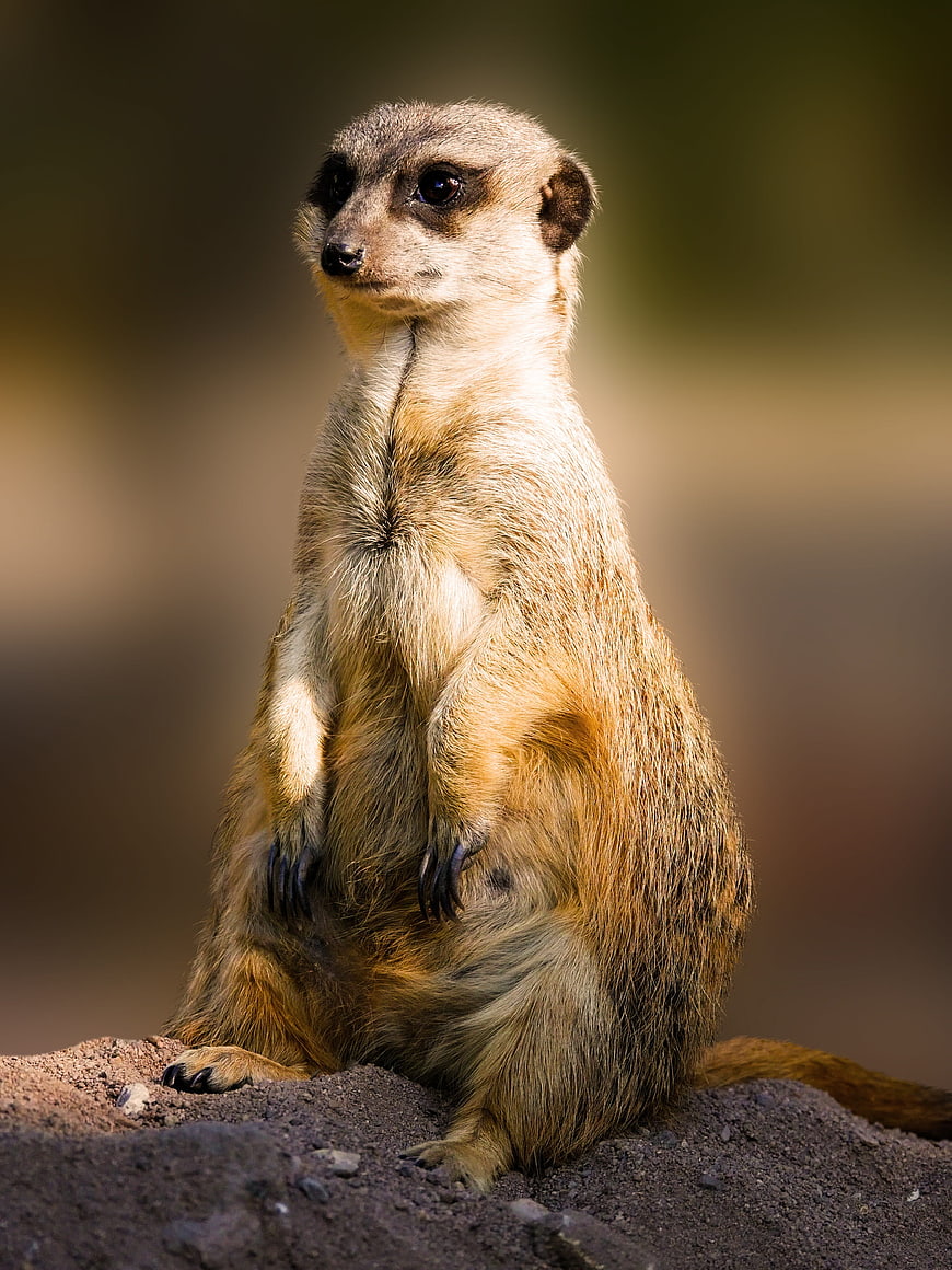 Meerkat Standing Upright On Dirt Mound In Natural Habitat