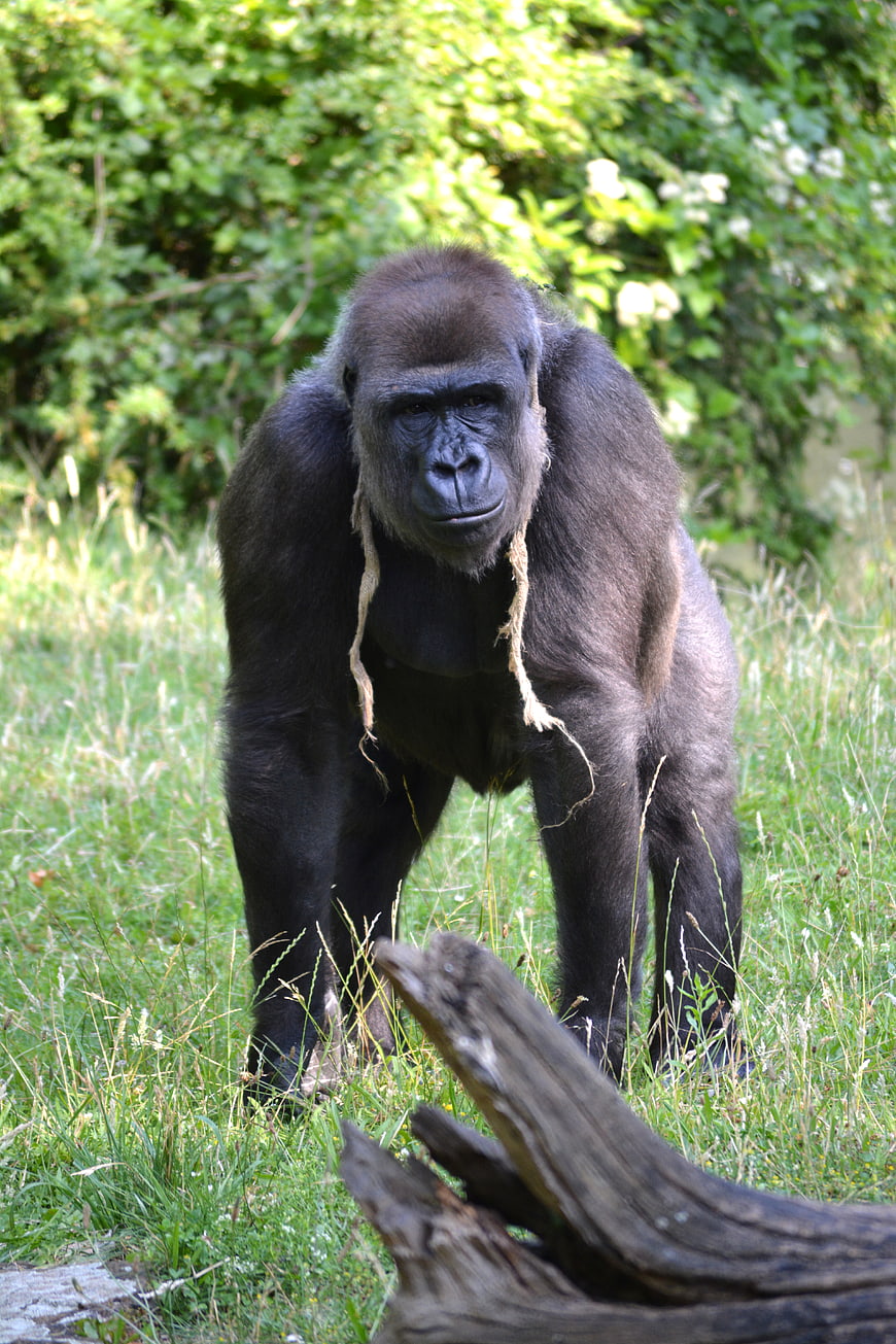 Portrait of a Silverback Gorilla in a Grassy Enclosure