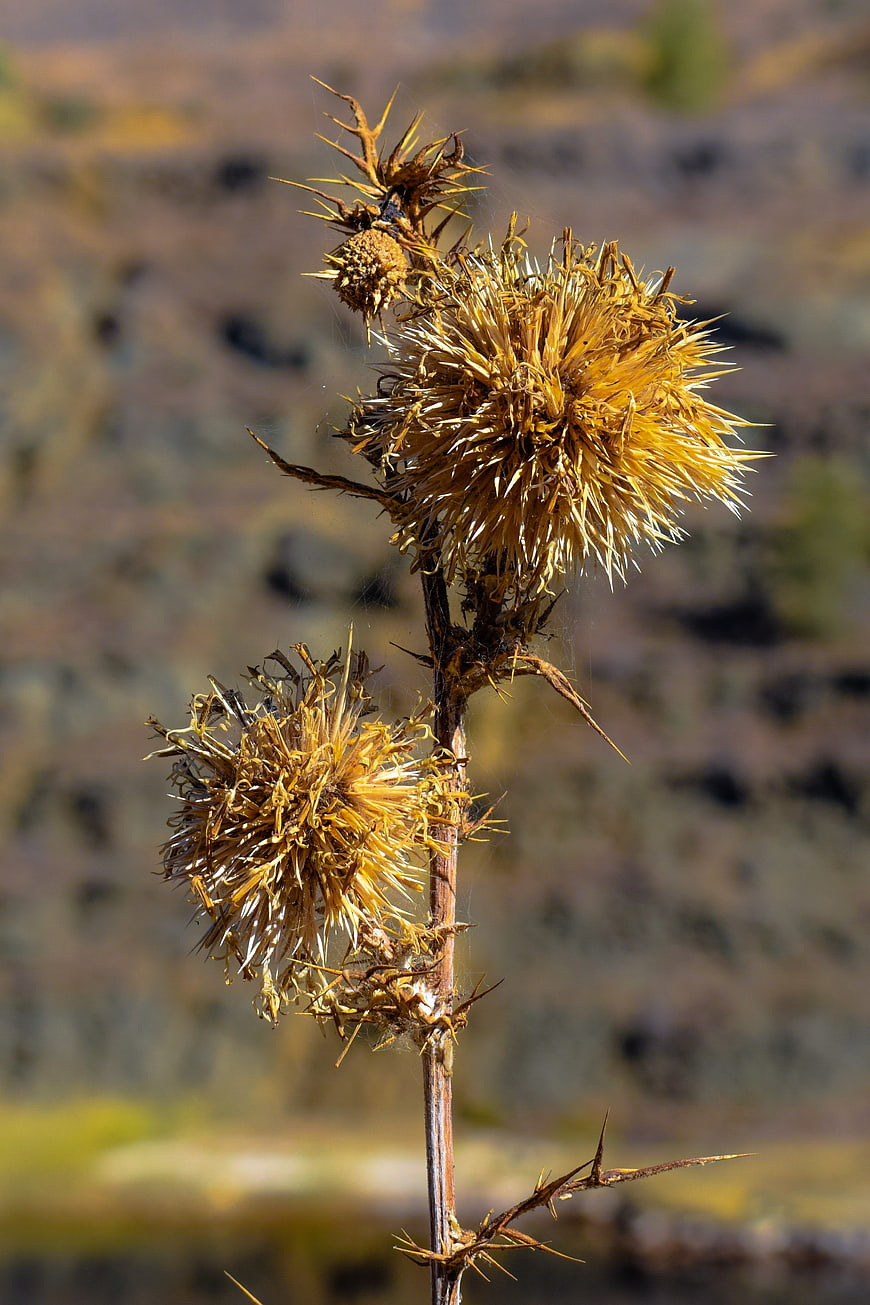 Dried thistle plant with sharp spines in autumn sunlight