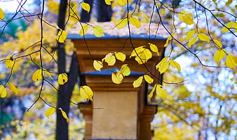 Yellow Autumn Leaves on Branches with Blurred Background