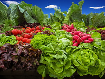 Fresh organic vegetables display with tomatoes, radishes, and lettuce
