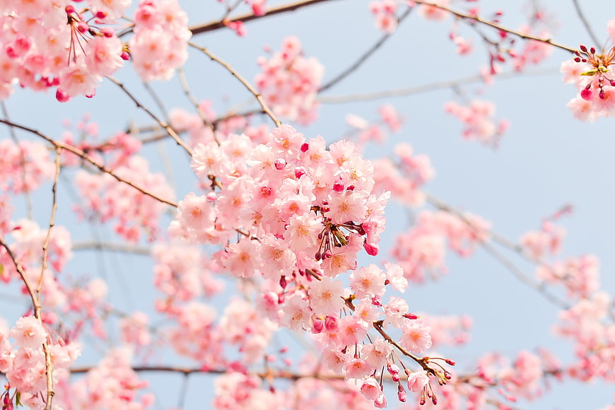 Pink Cherry Blossoms Blooming on Branches Against Blue Sky