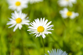 White Daisy Flower Close-Up in Green Meadow