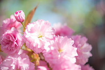 Close-up of Pink Cherry Blossoms in Spring