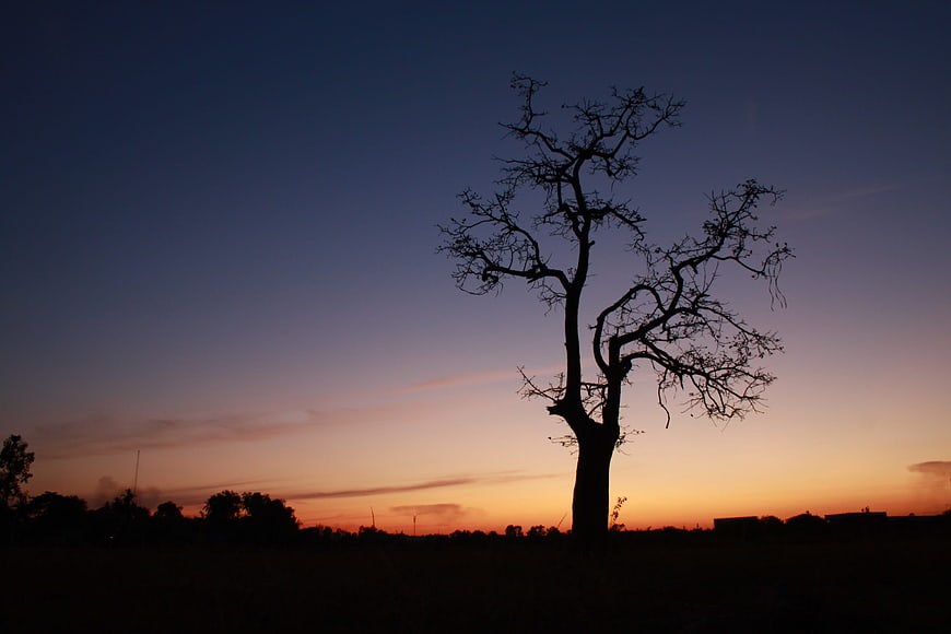Silhouette of a bare tree against a colorful sunset sky