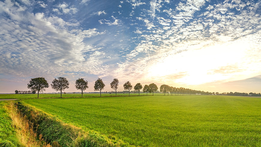 Serene Green Pasture with Row of Trees Under Blue Sky