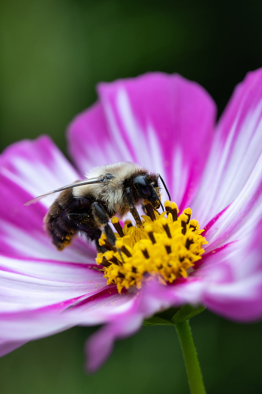 Bumblebee Pollinating Pink Cosmos Flower Macro