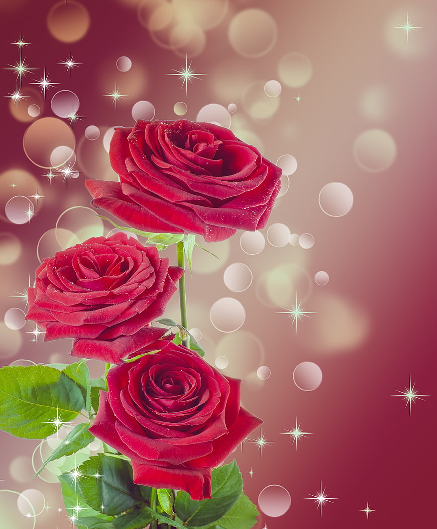 Three Red Roses with Sparkles and Bokeh Background