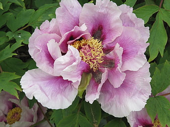 Close-up of a vibrant pink peony flower with yellow stamens