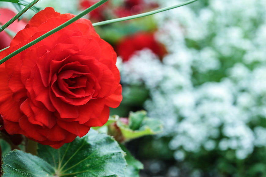 Vibrant Red Begonia Flower Close-Up with Blurred White Background
