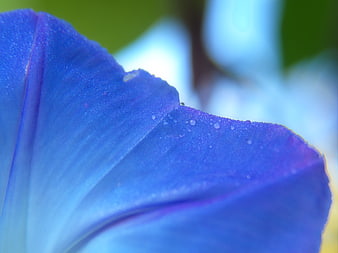 Macro Close-Up of Blue Morning Glory Petal with Dew Drops