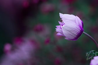 Close-up of a delicate purple pasque flower bud