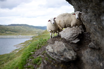 Two sheep standing on a rocky cliff edge overlooking a lake