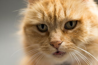 Close-up portrait of an orange tabby cat with intense gaze
